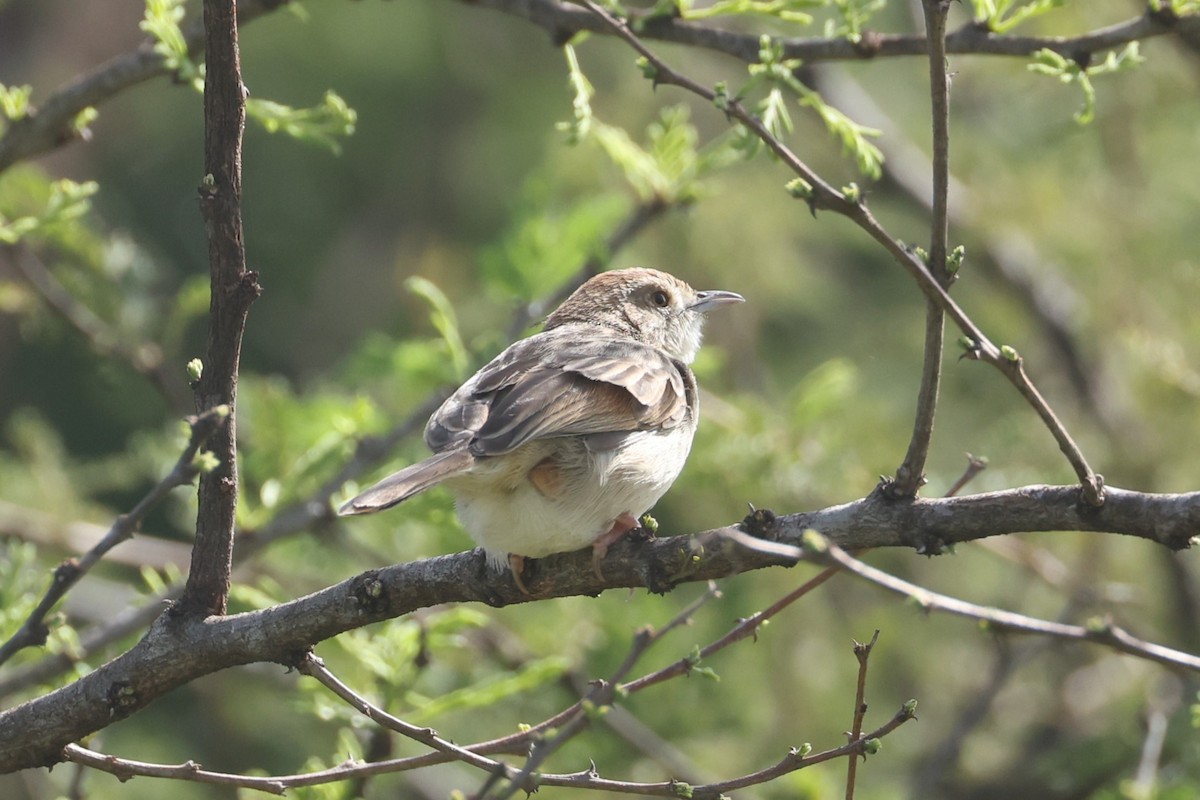 Rattling Cisticola - ML612544558