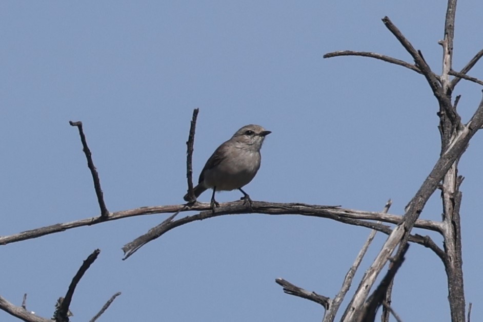 African Gray Flycatcher - ML612544564