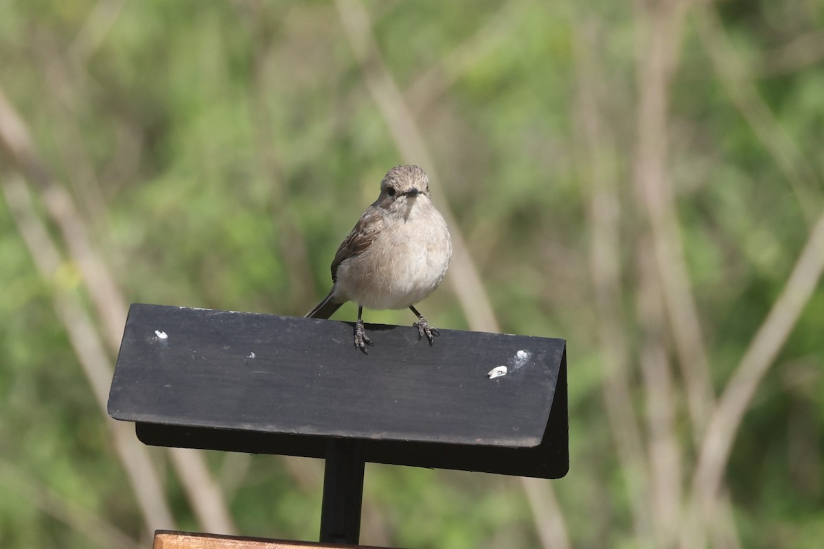 African Gray Flycatcher - ML612544565