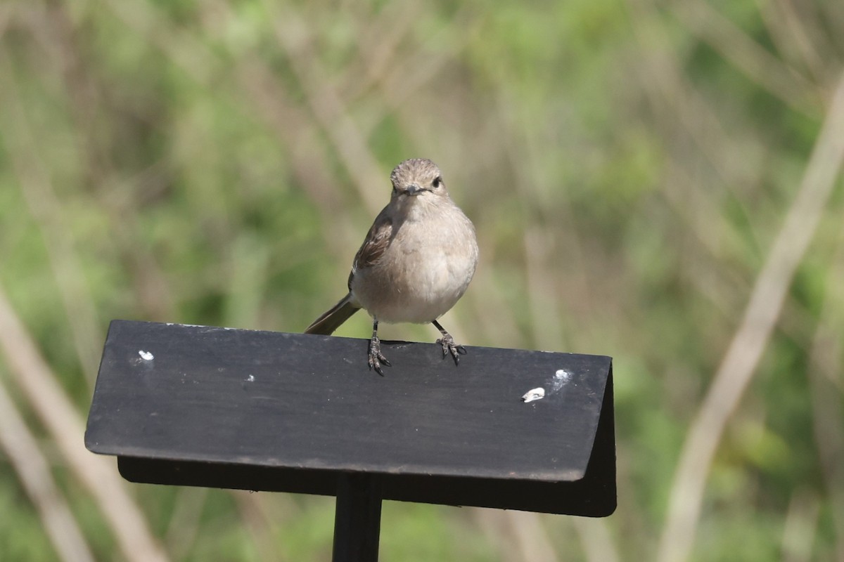 African Gray Flycatcher - ML612544566