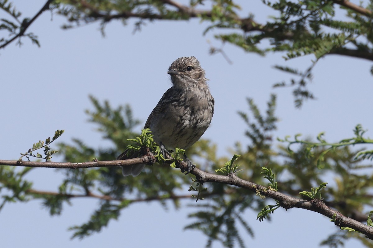 African Gray Flycatcher - ML612544567