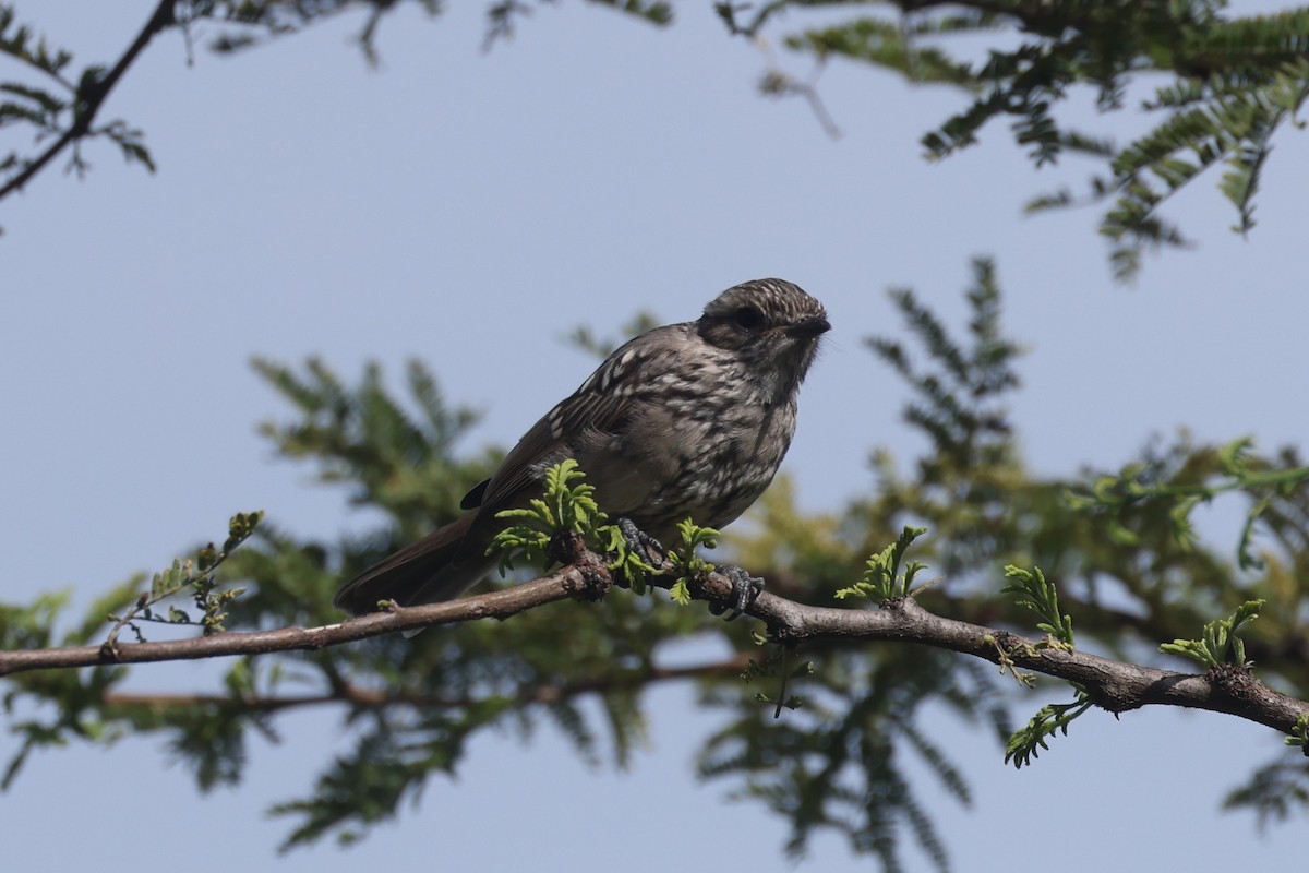 African Gray Flycatcher - ML612544568