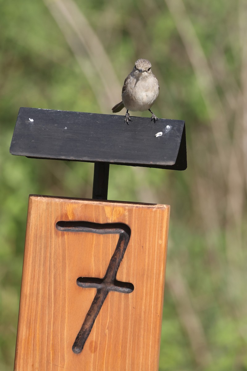 African Gray Flycatcher - ML612544569