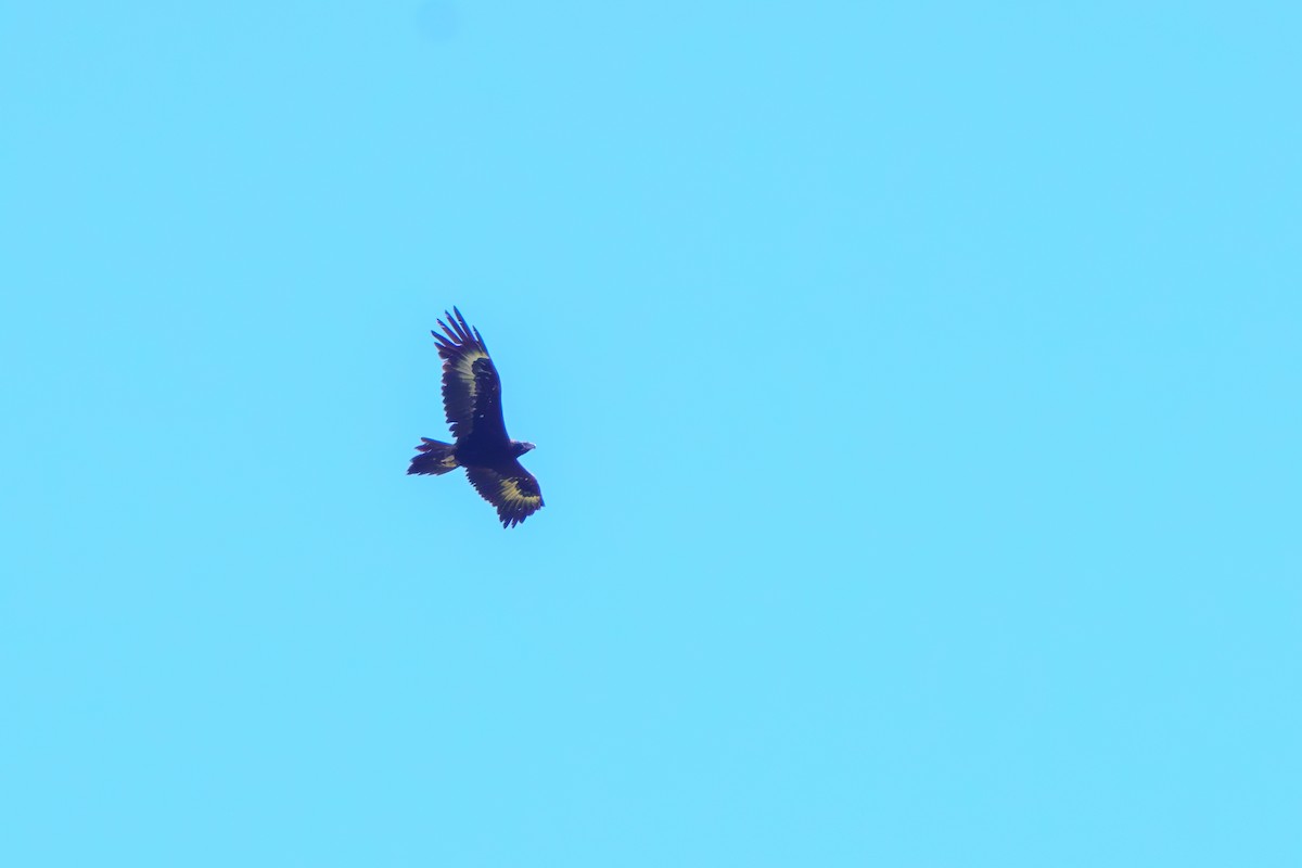 Wedge-tailed Eagle - James Churches