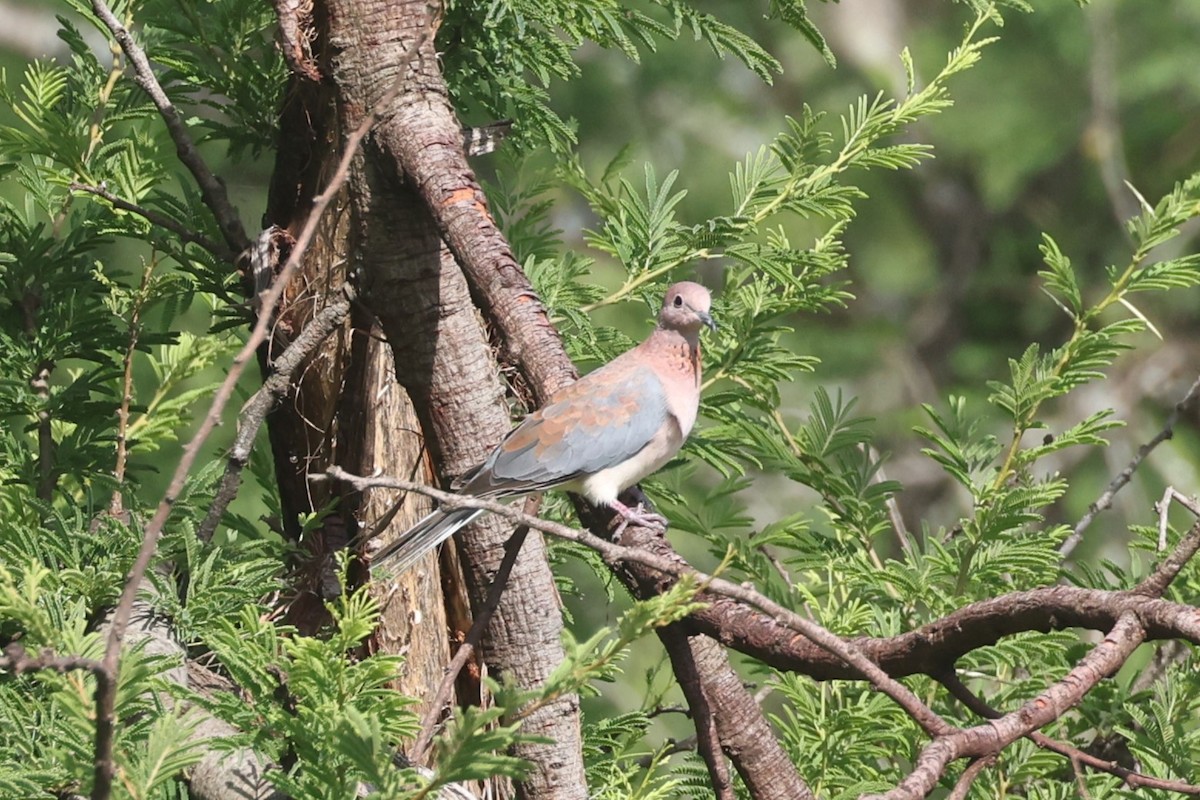 Laughing Dove - ML612544587