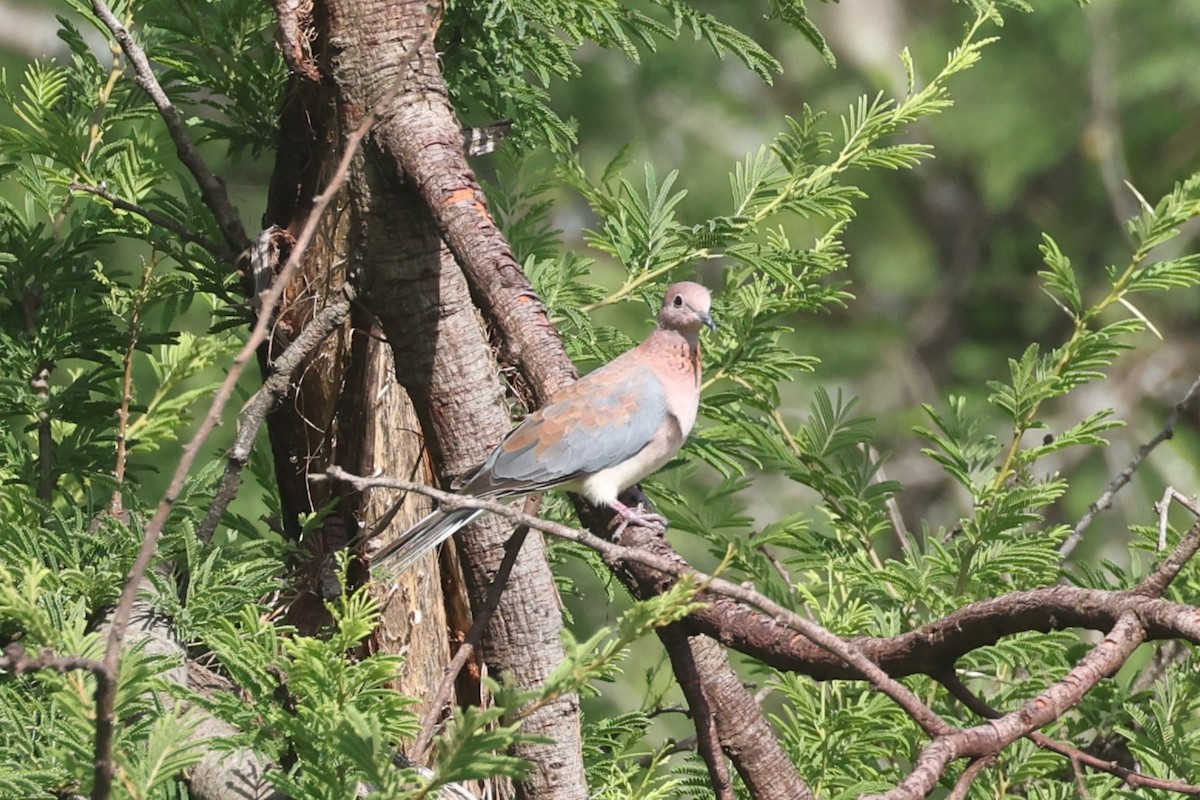 Tórtola Senegalesa - ML612544587