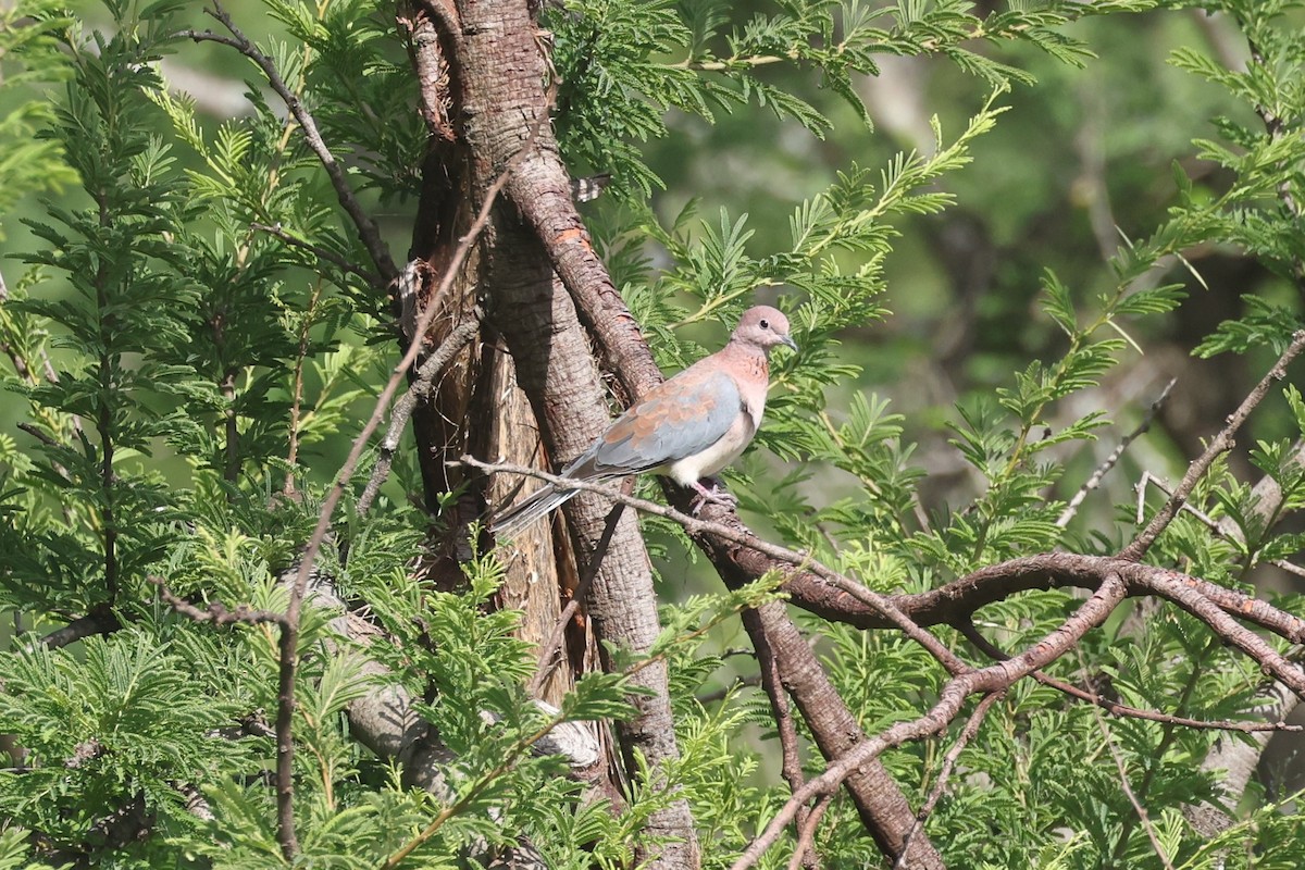 Tórtola Senegalesa - ML612544588