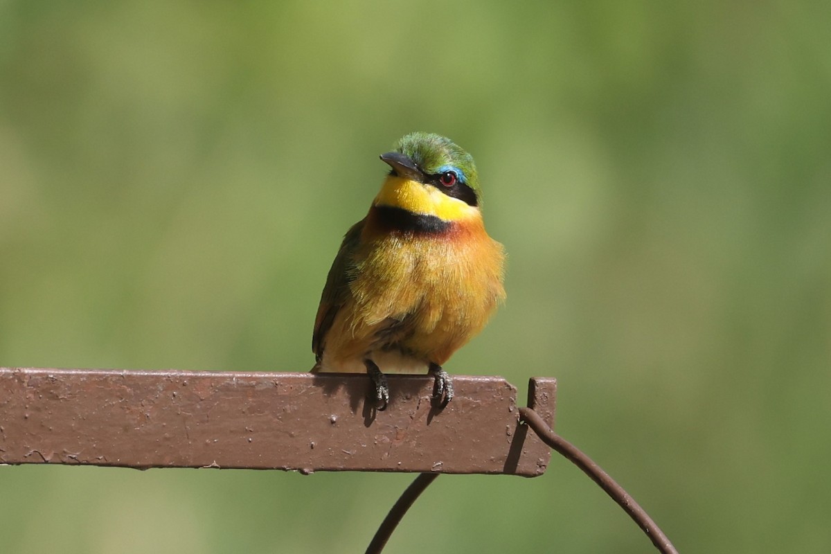 Little Bee-eater - ML612544590