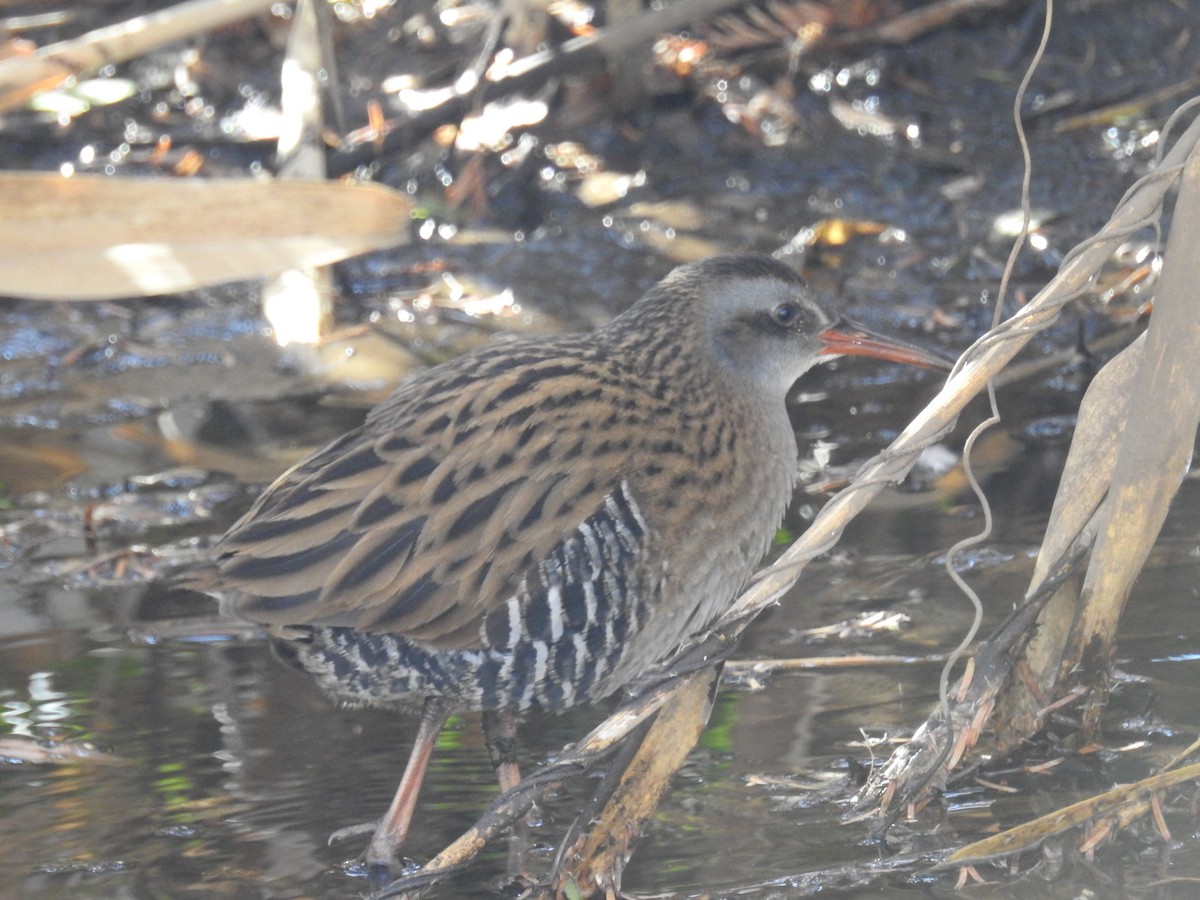 Brown-cheeked Rail - ML612544599