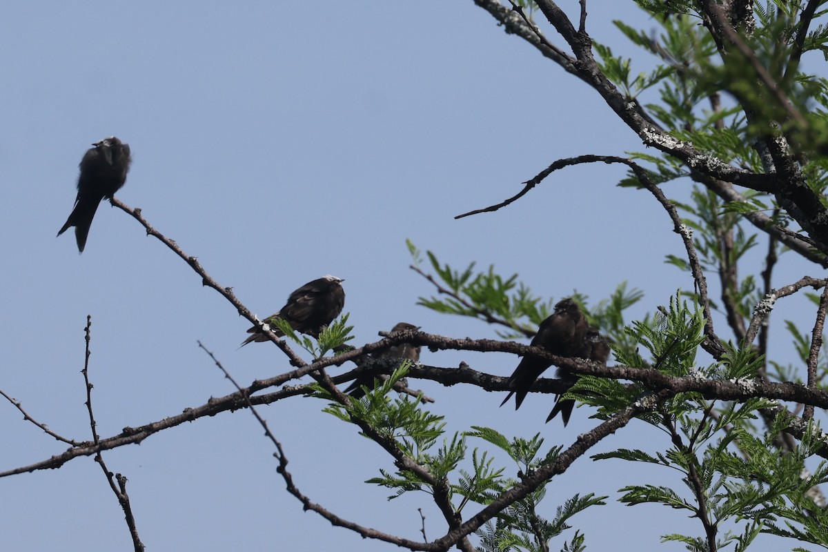 Golondrina Cabeciblanca - ML612544607