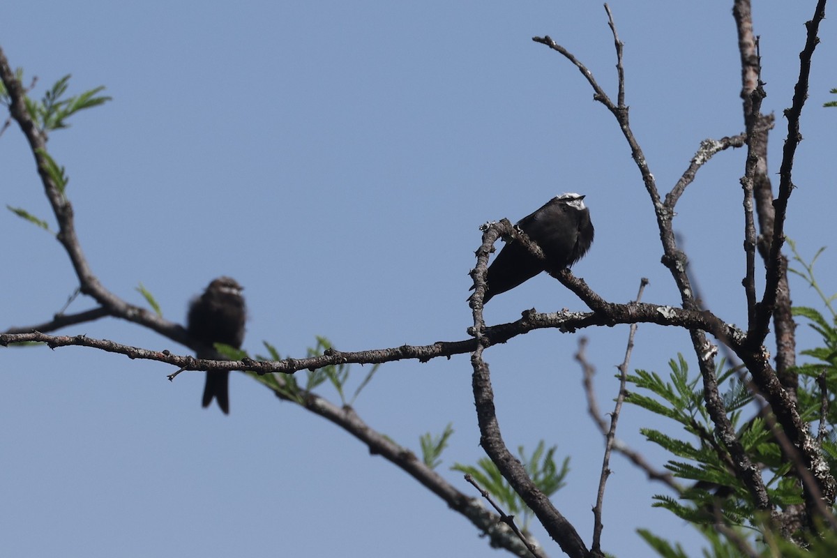 Golondrina Cabeciblanca - ML612544608