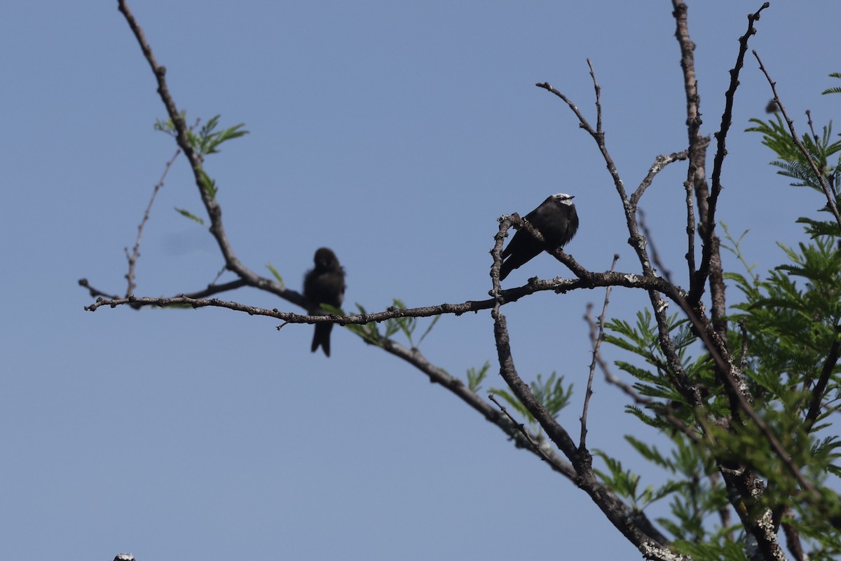 White-headed Sawwing - ML612544609