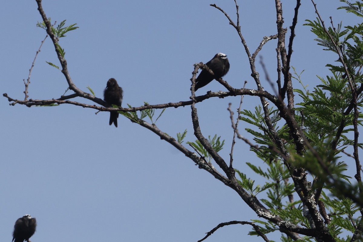 Golondrina Cabeciblanca - ML612544610