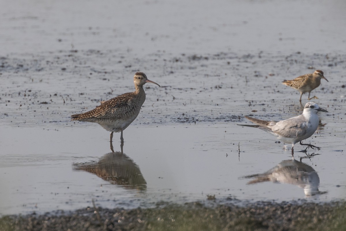 Little Curlew - ML612544614