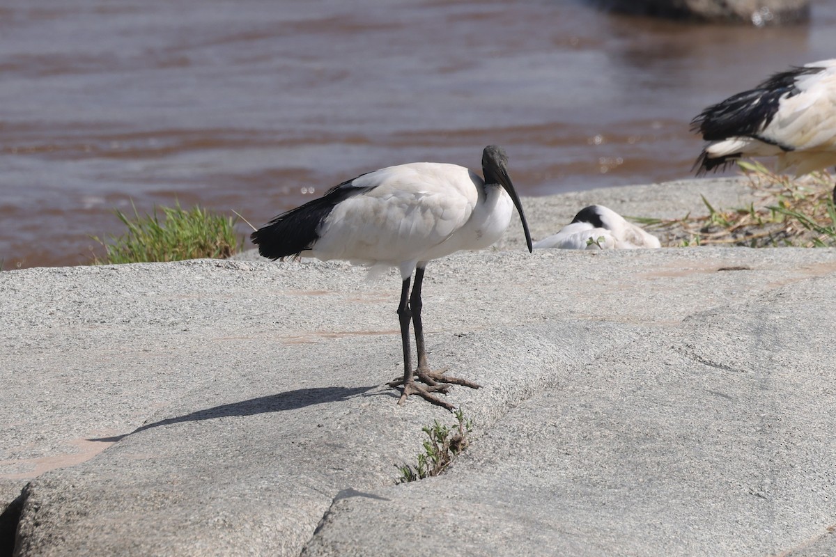 African Sacred Ibis - ML612544622