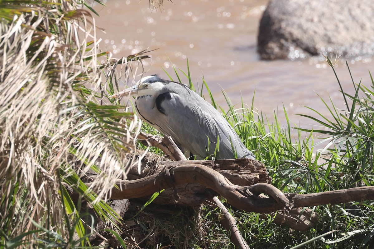 Gray Heron - ML612544634