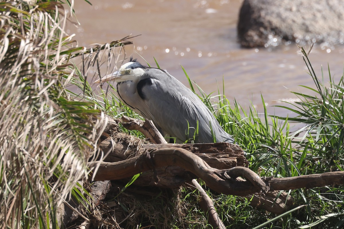 Gray Heron - ML612544635