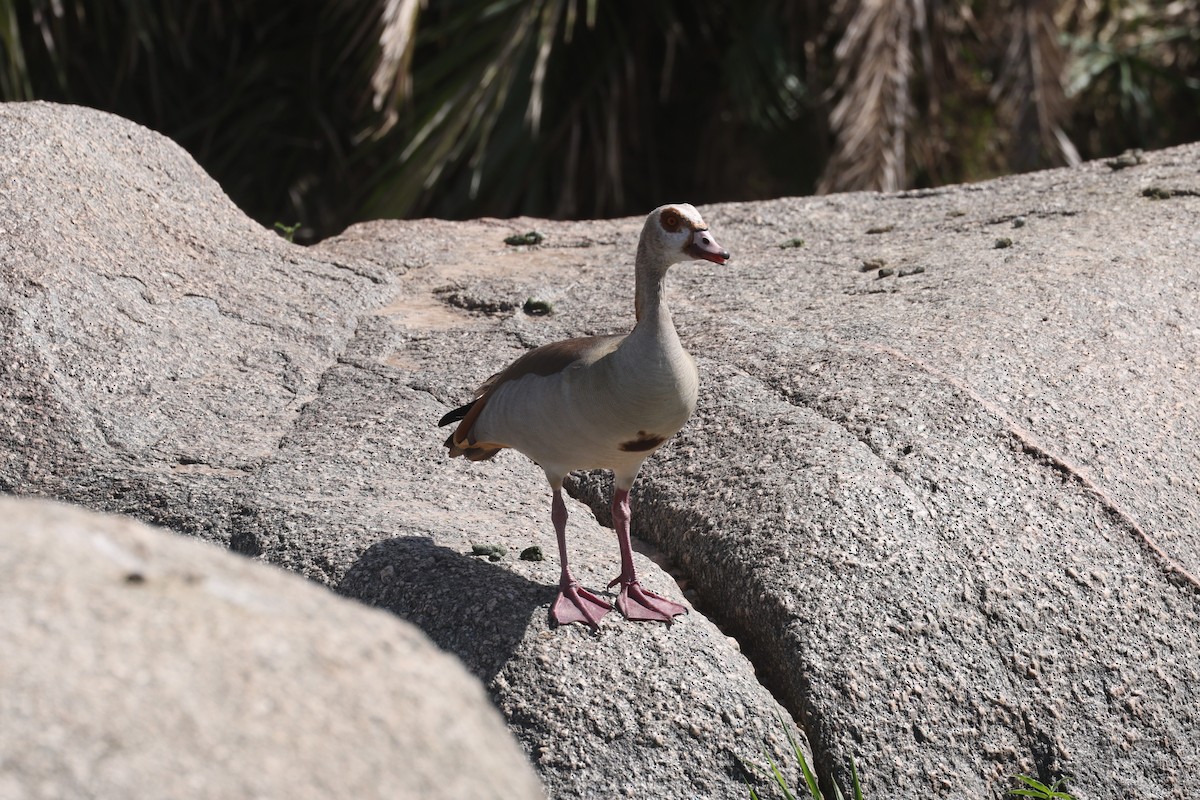 Egyptian Goose - ML612544643