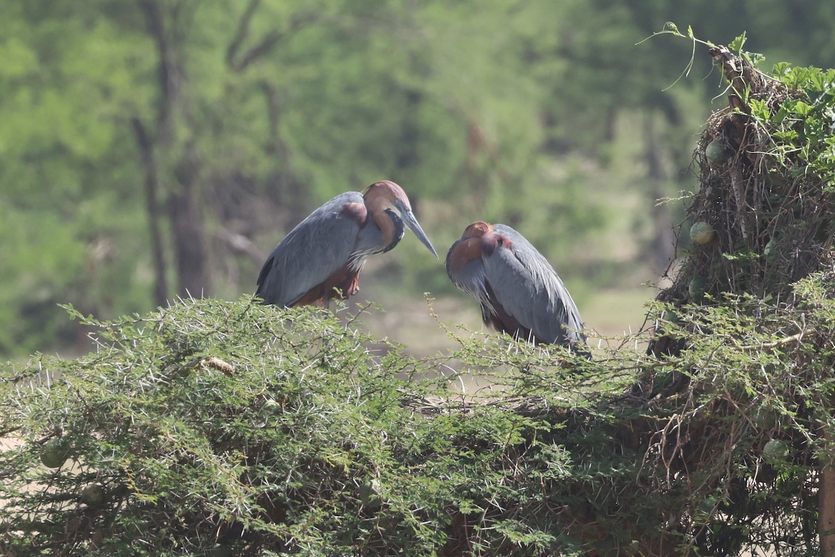 Goliath Heron - ML612544646