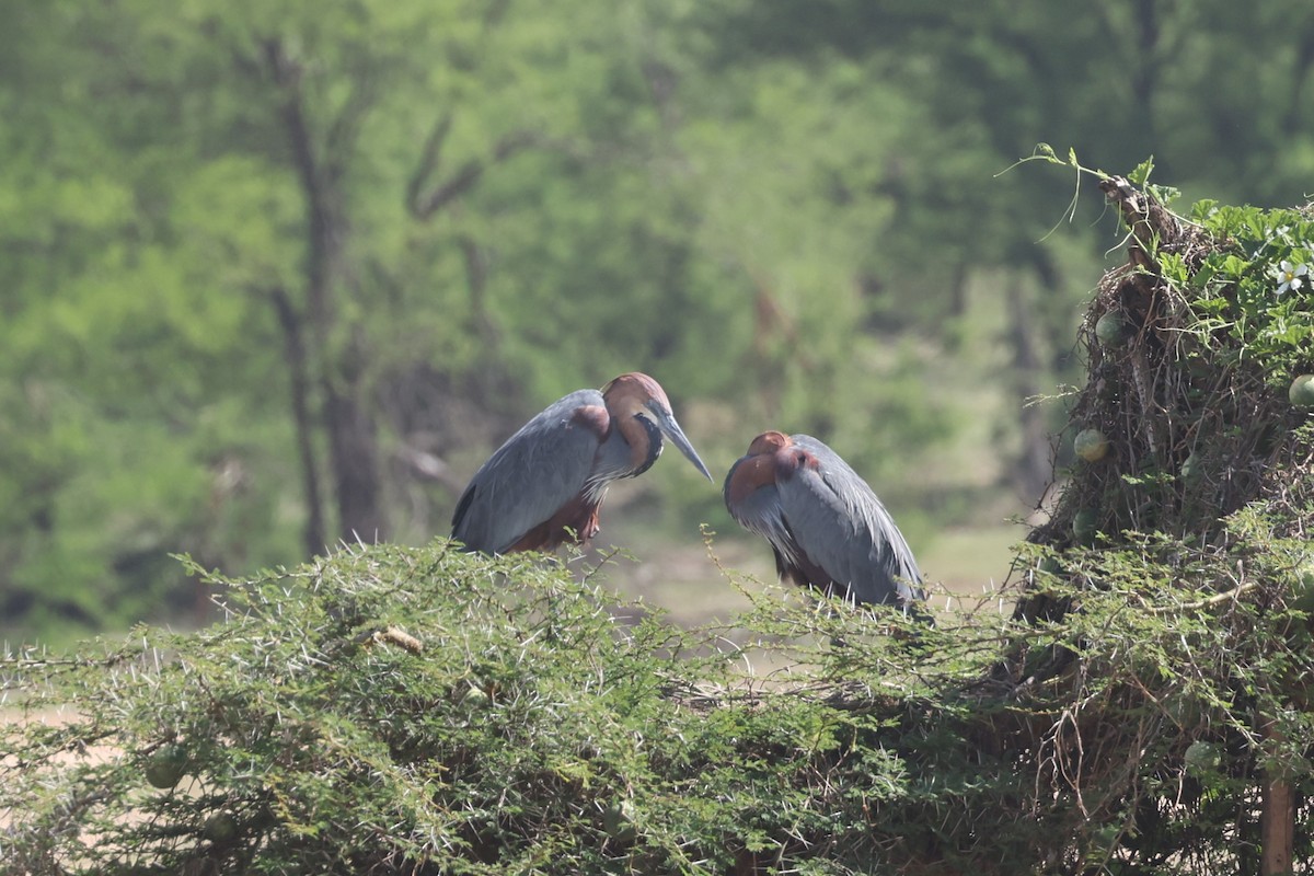 Goliath Heron - ML612544647