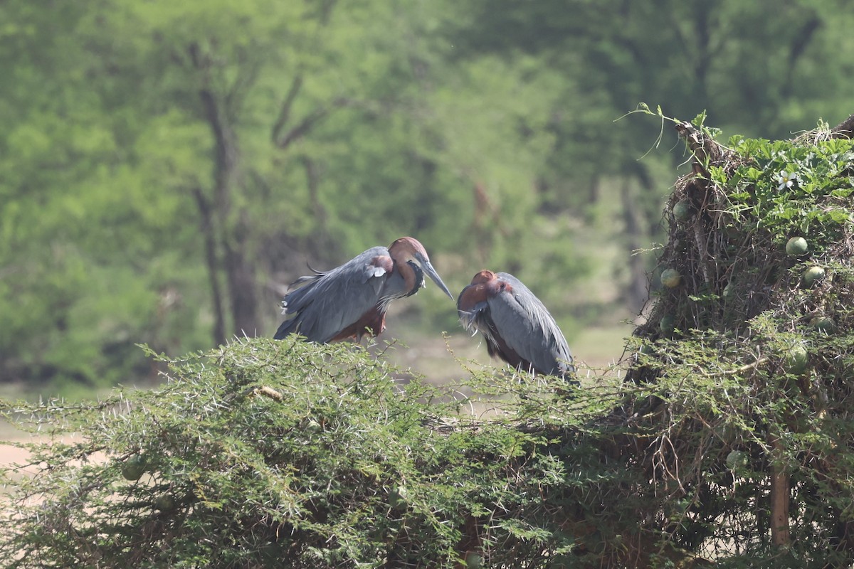 Goliath Heron - Michael Gallo