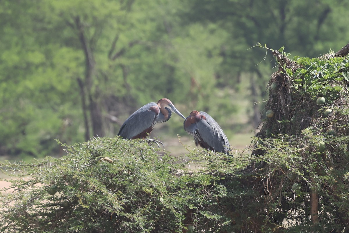 Goliath Heron - Michael Gallo