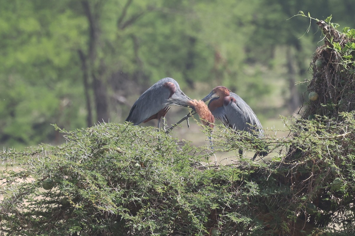 Goliath Heron - ML612544650