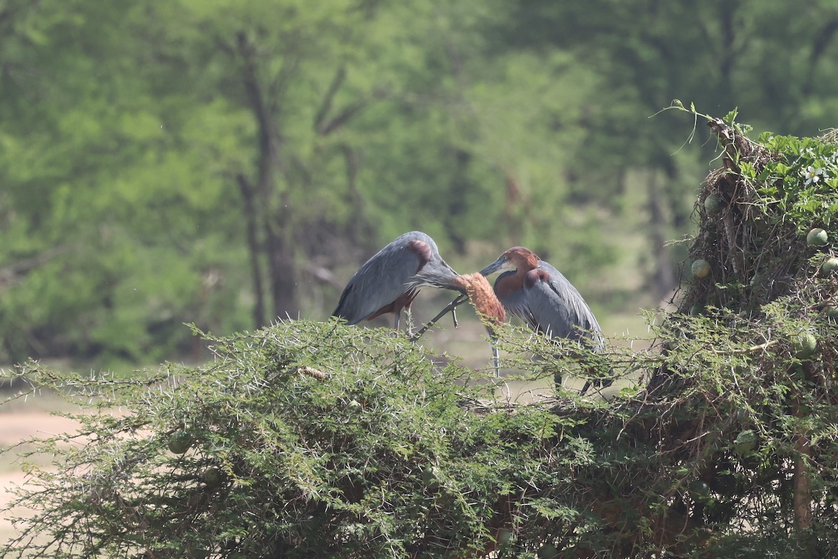 Goliath Heron - ML612544651