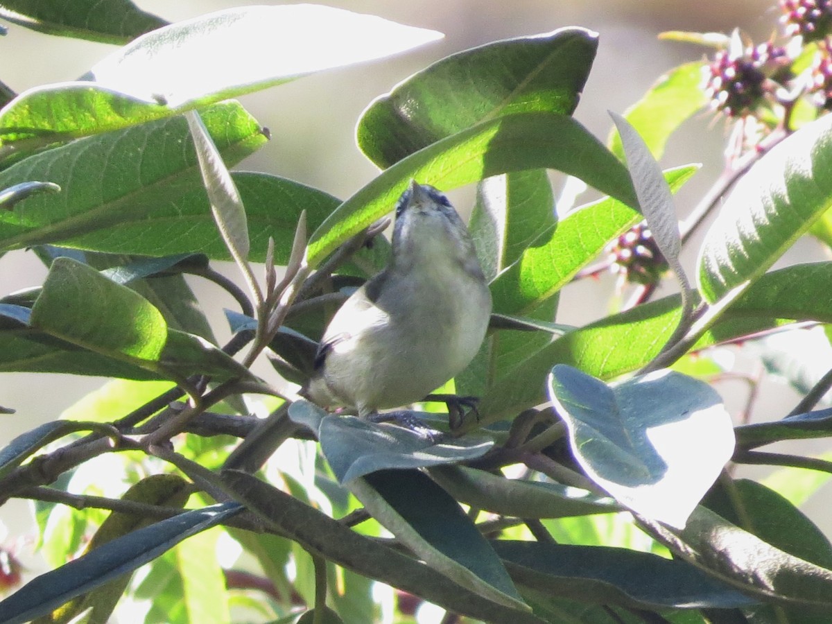 オリーブモリフウキンチョウ（leucogastra／insignis） - ML612544652