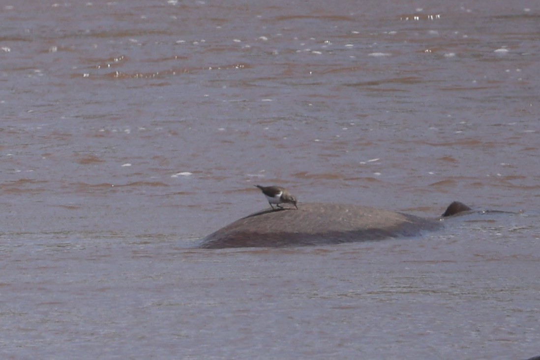 Common Sandpiper - ML612544673