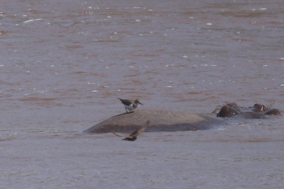 Common Sandpiper - ML612544674