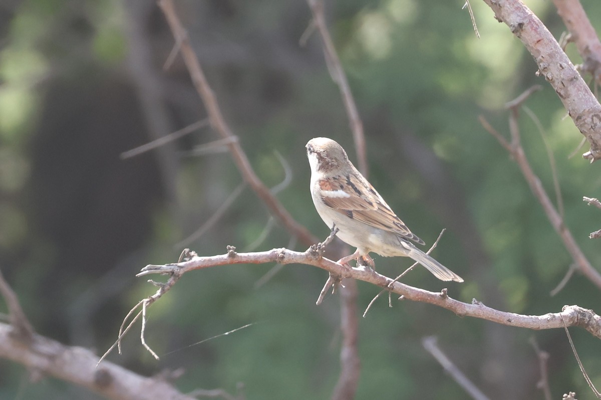 House Sparrow - ML612544682