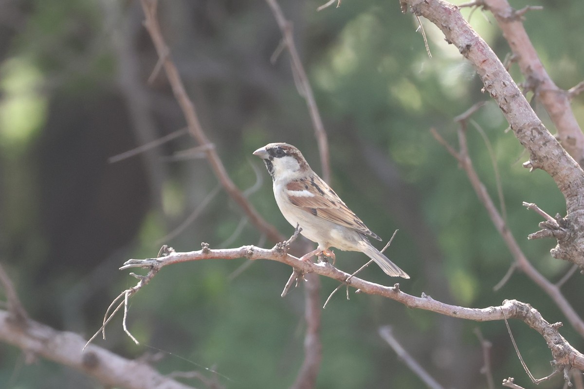 House Sparrow - ML612544683