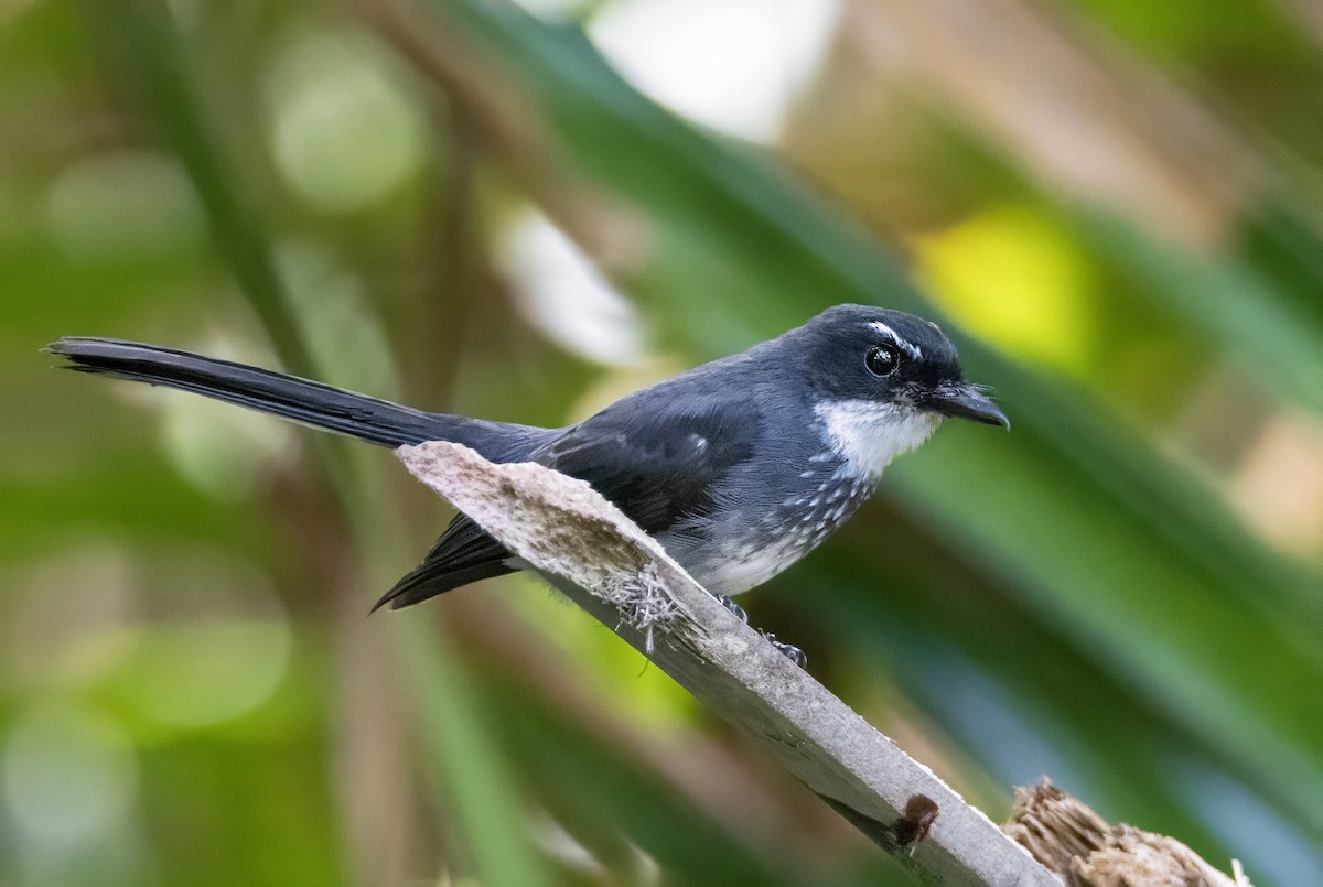 Northern Fantail (Seram) - Andrew Spencer