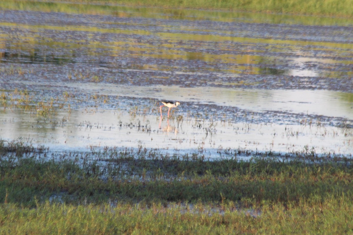 Black-necked Stilt - ML612544734