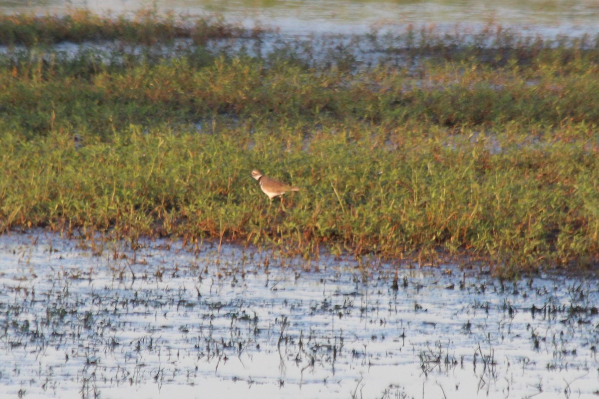Killdeer - ML612544738