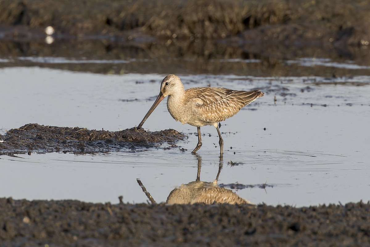 Asian Dowitcher - ML612544739