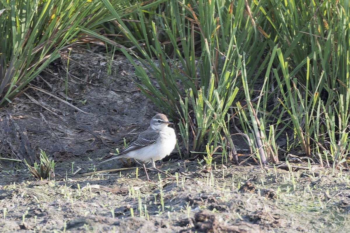 Eastern Yellow Wagtail - Dana Cameron