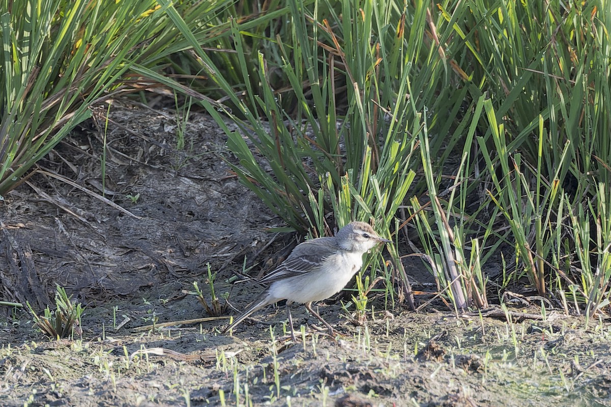 Eastern Yellow Wagtail - Dana Cameron