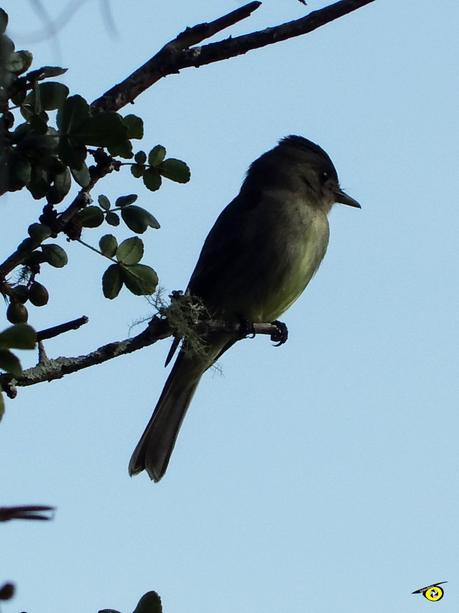 nordtropepivi - ML612544841