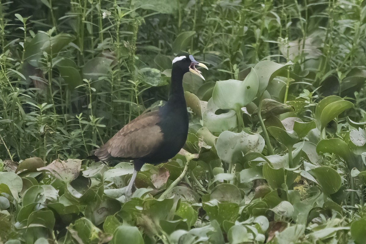 Bronze-winged Jacana - ML612544861