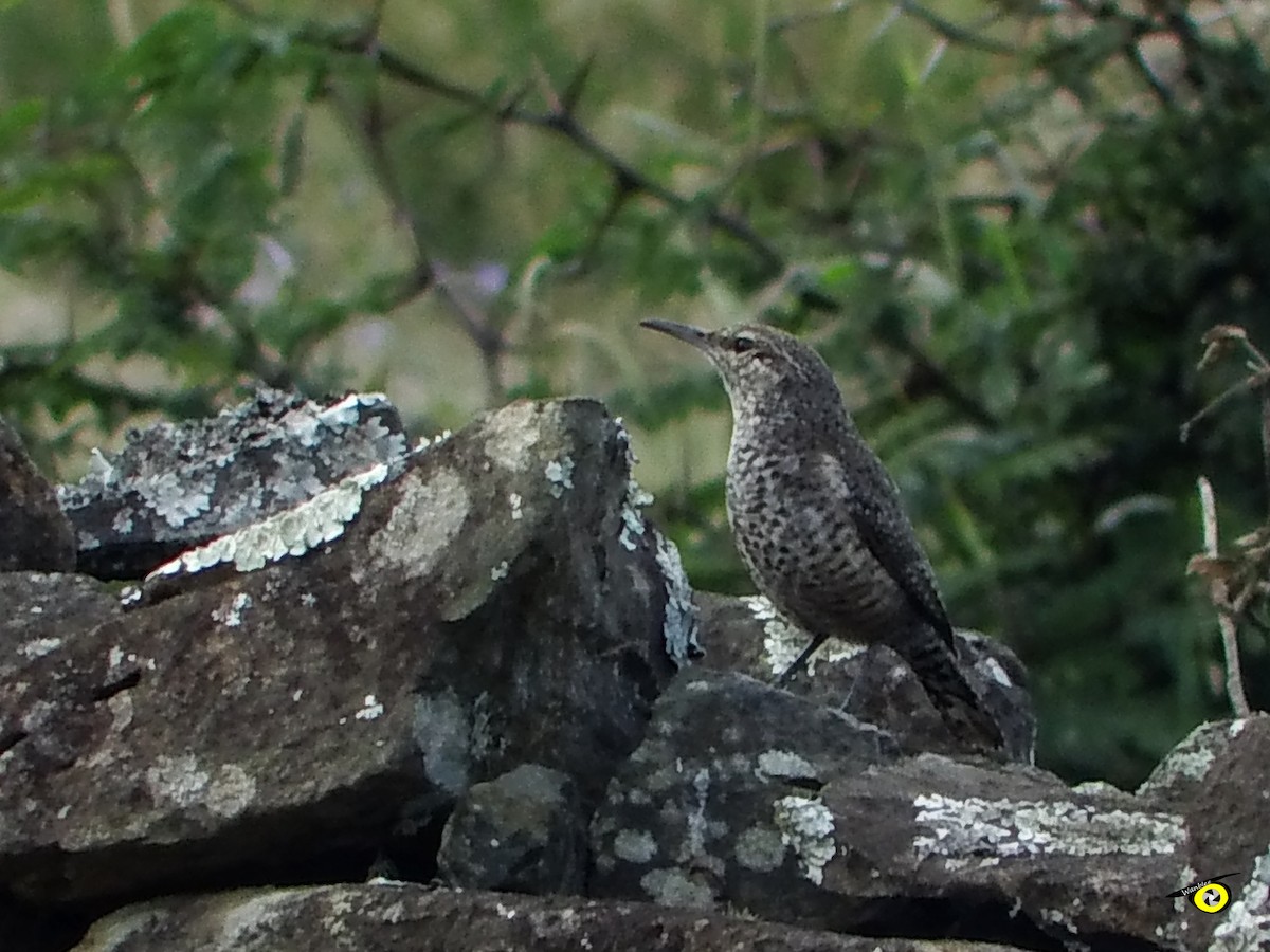 steinursmett - ML612544862