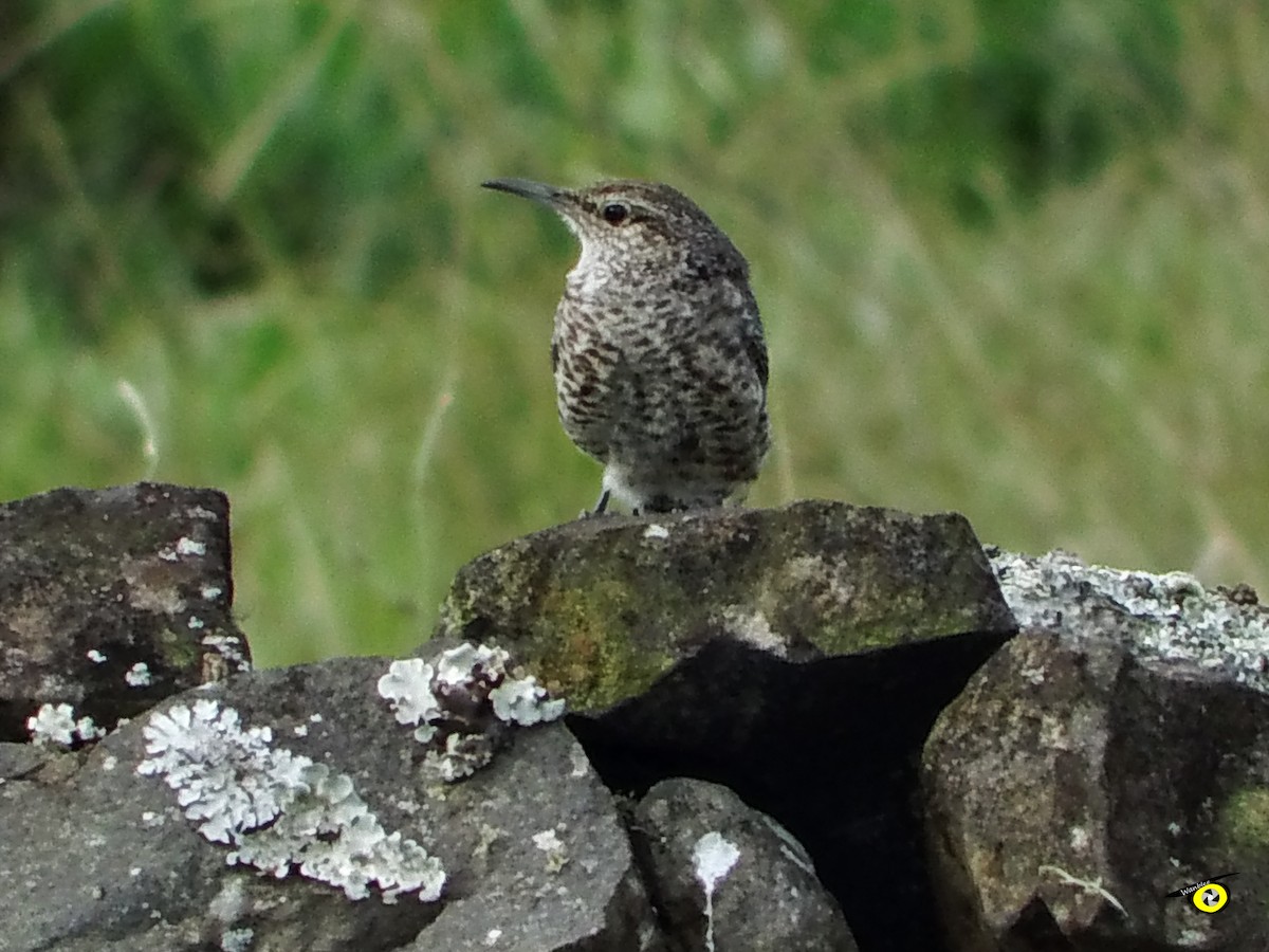 steinursmett - ML612544863