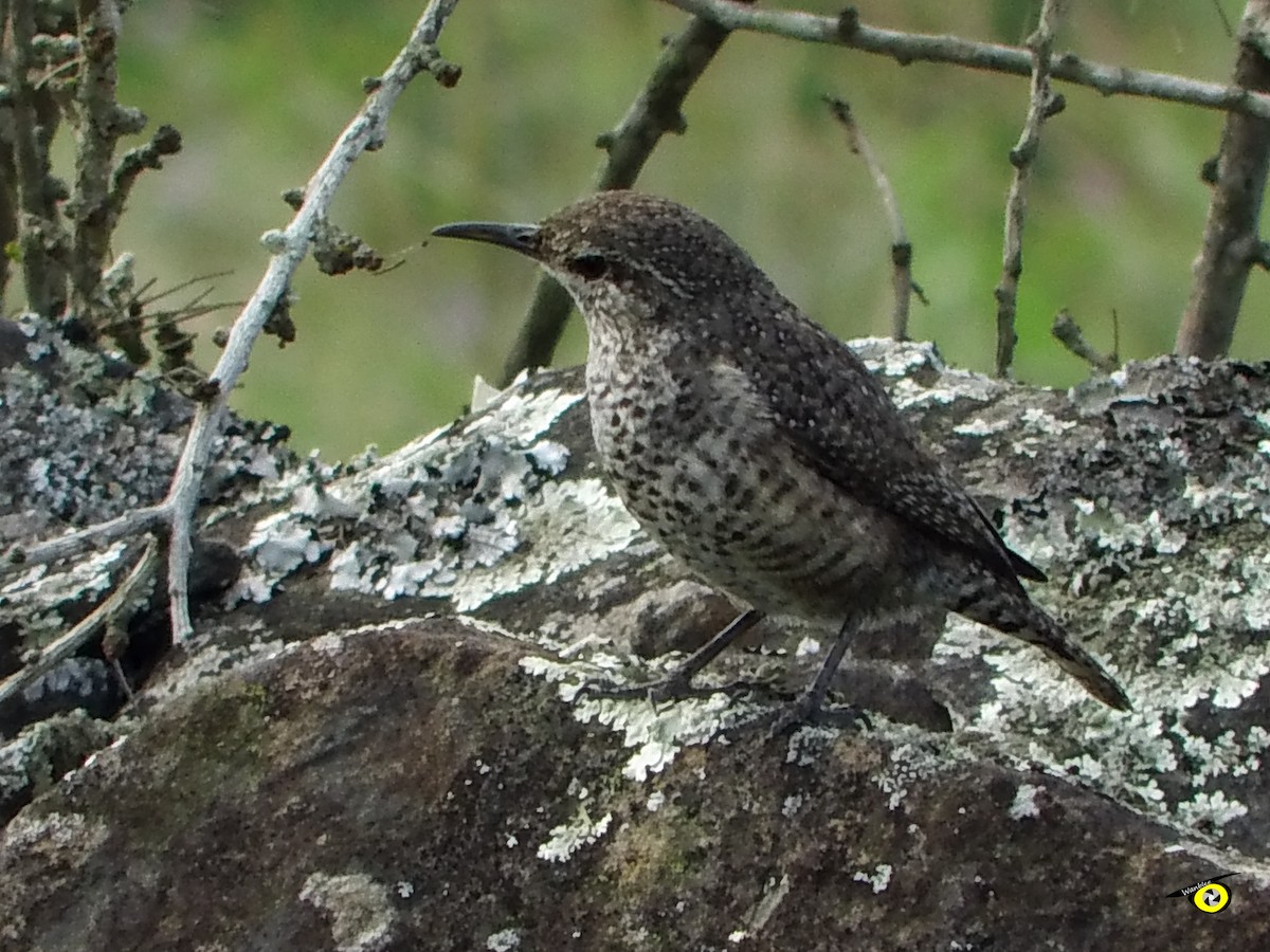 steinursmett - ML612544864