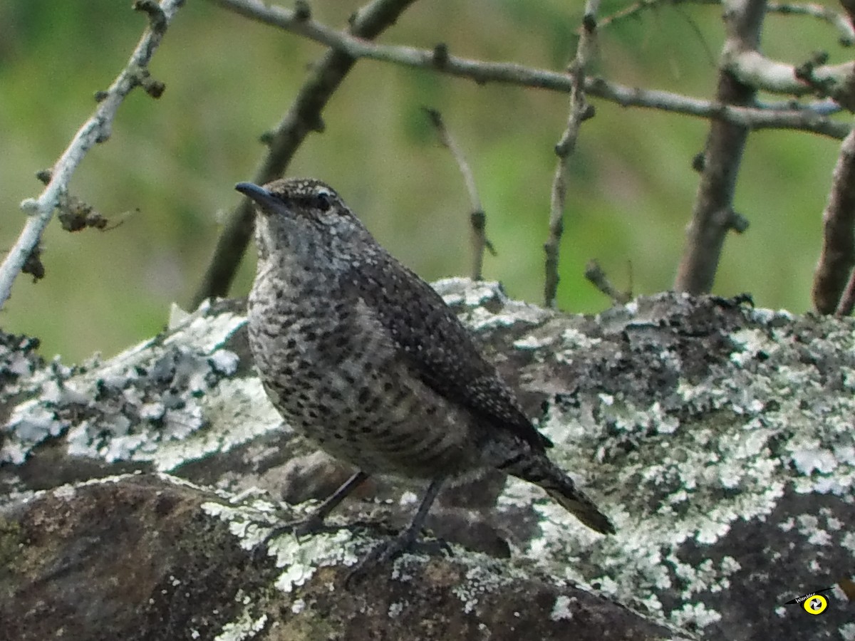 steinursmett - ML612544865