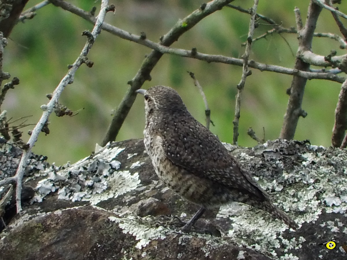 steinursmett - ML612544868