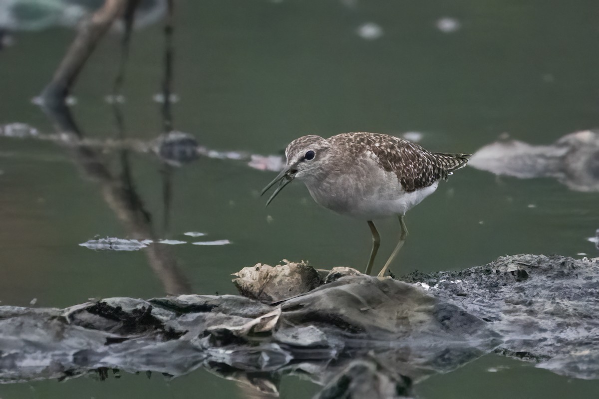 Wood Sandpiper - ML612544869