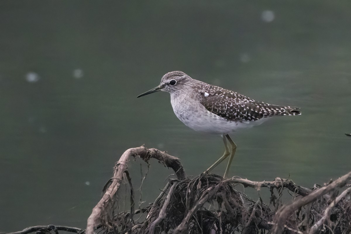 Wood Sandpiper - Ravi Jesudas