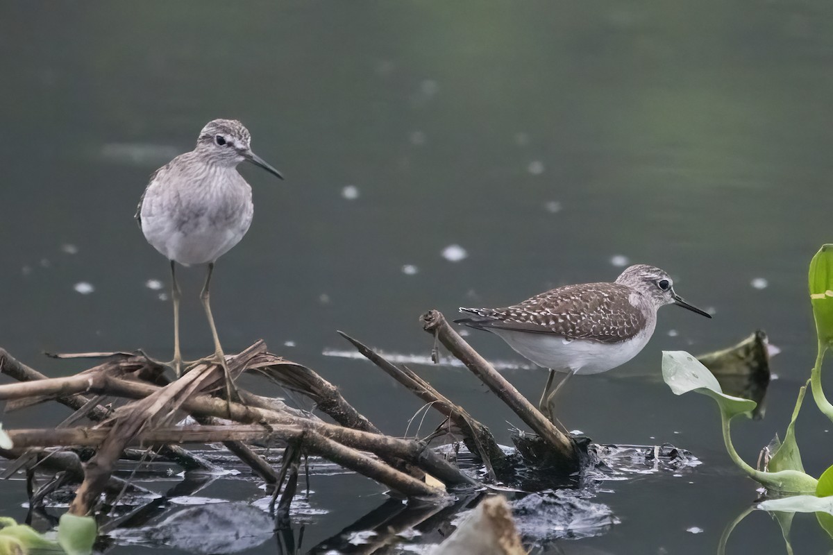 Wood Sandpiper - ML612544871