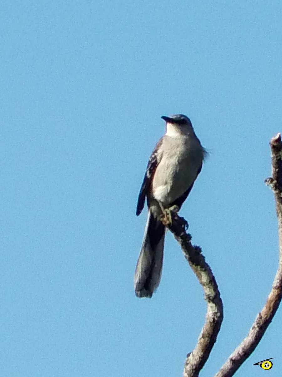 tropespottefugl - ML612544888